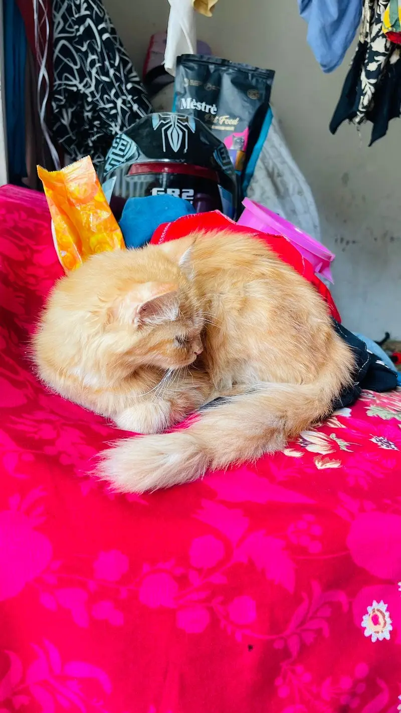 Persian cat long coat — photo 3