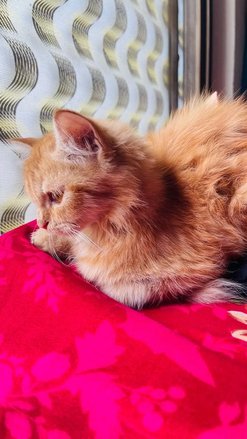 Persian cat long coat — photo 4