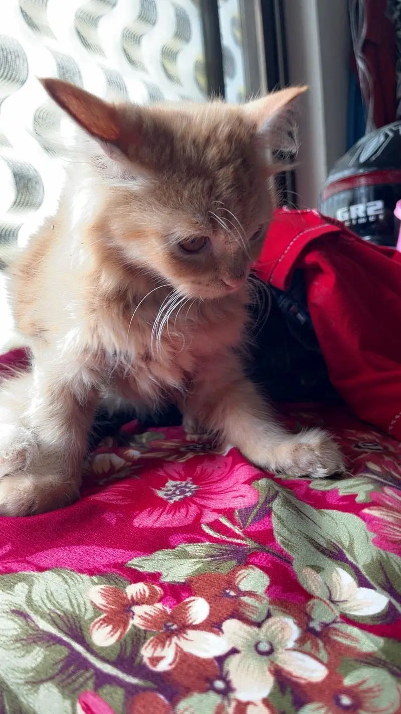 Persian cat long coat — photo 5