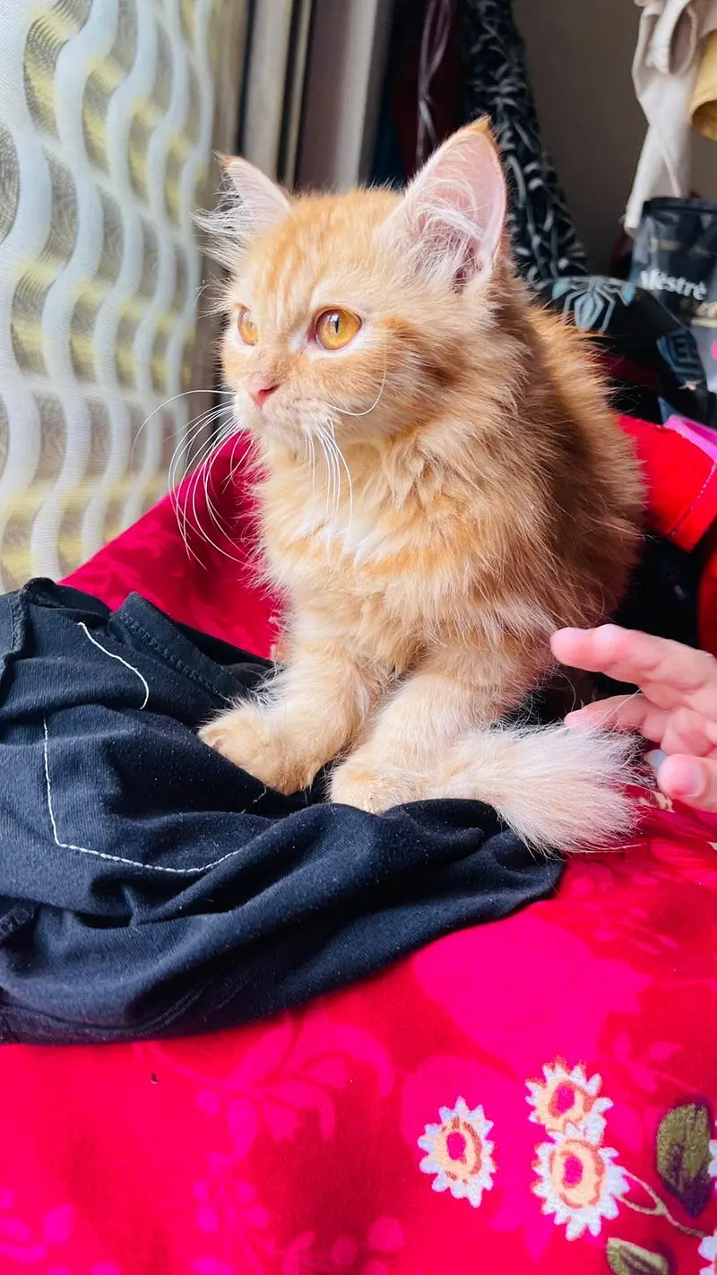 Persian cat long coat — photo 6