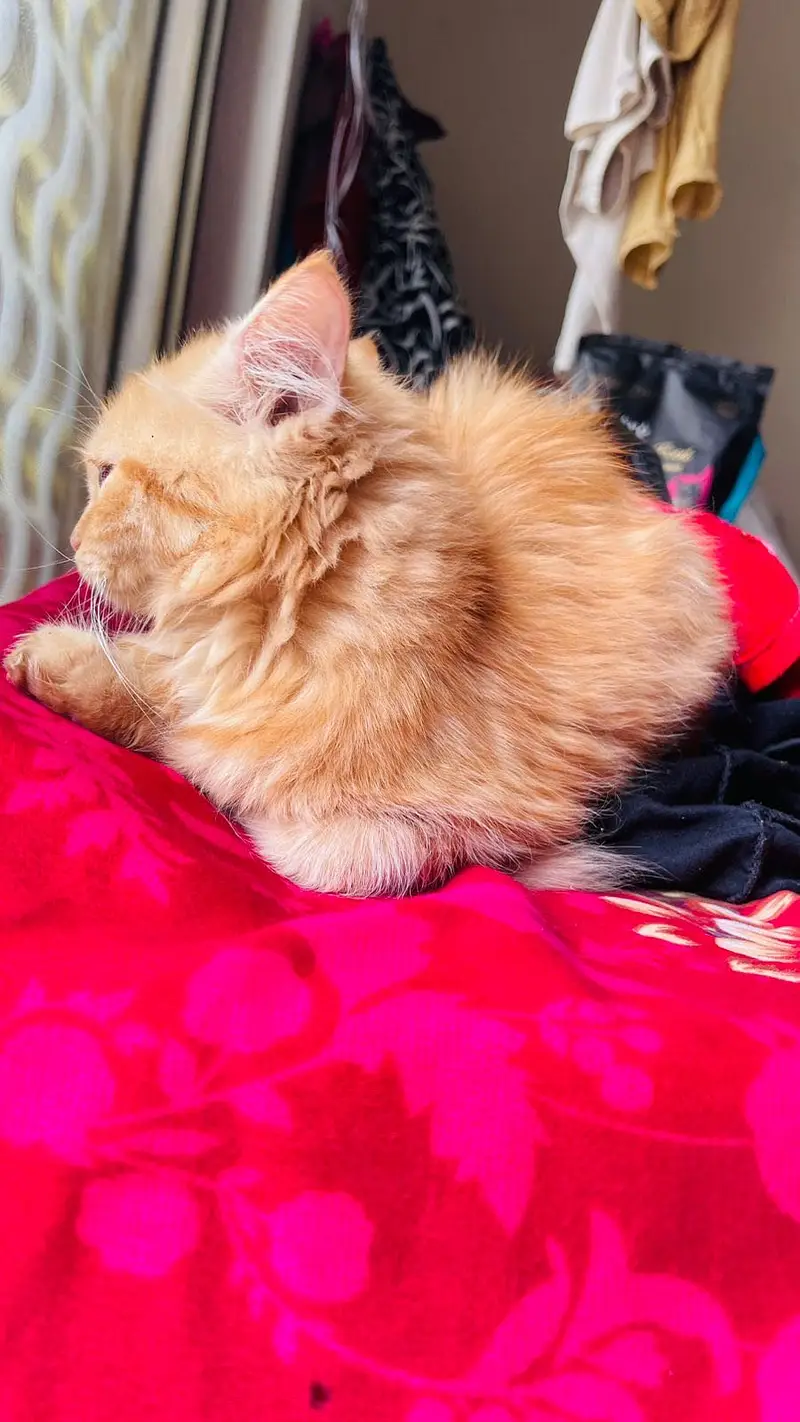 Persian cat long coat — photo 7