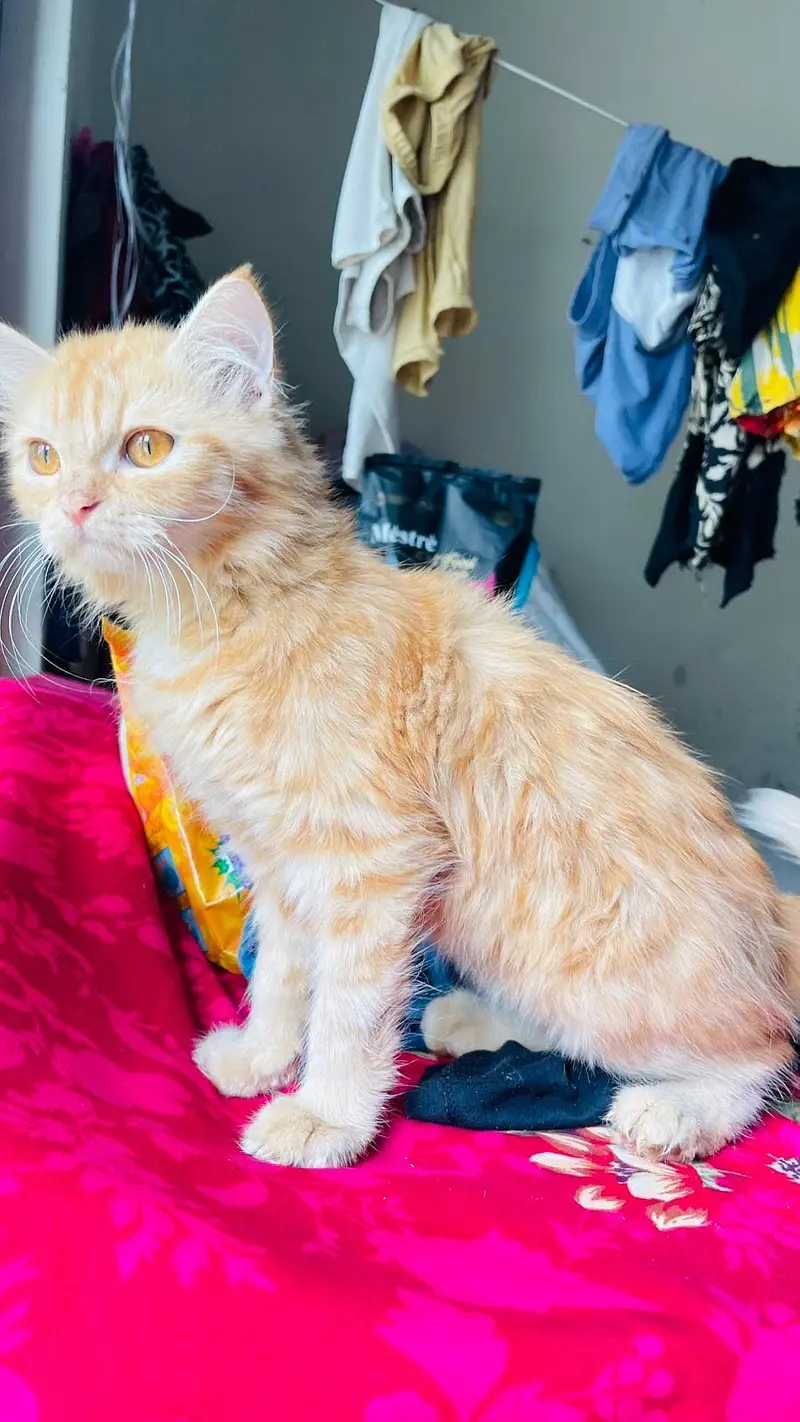 Persian cat long coat — photo 8