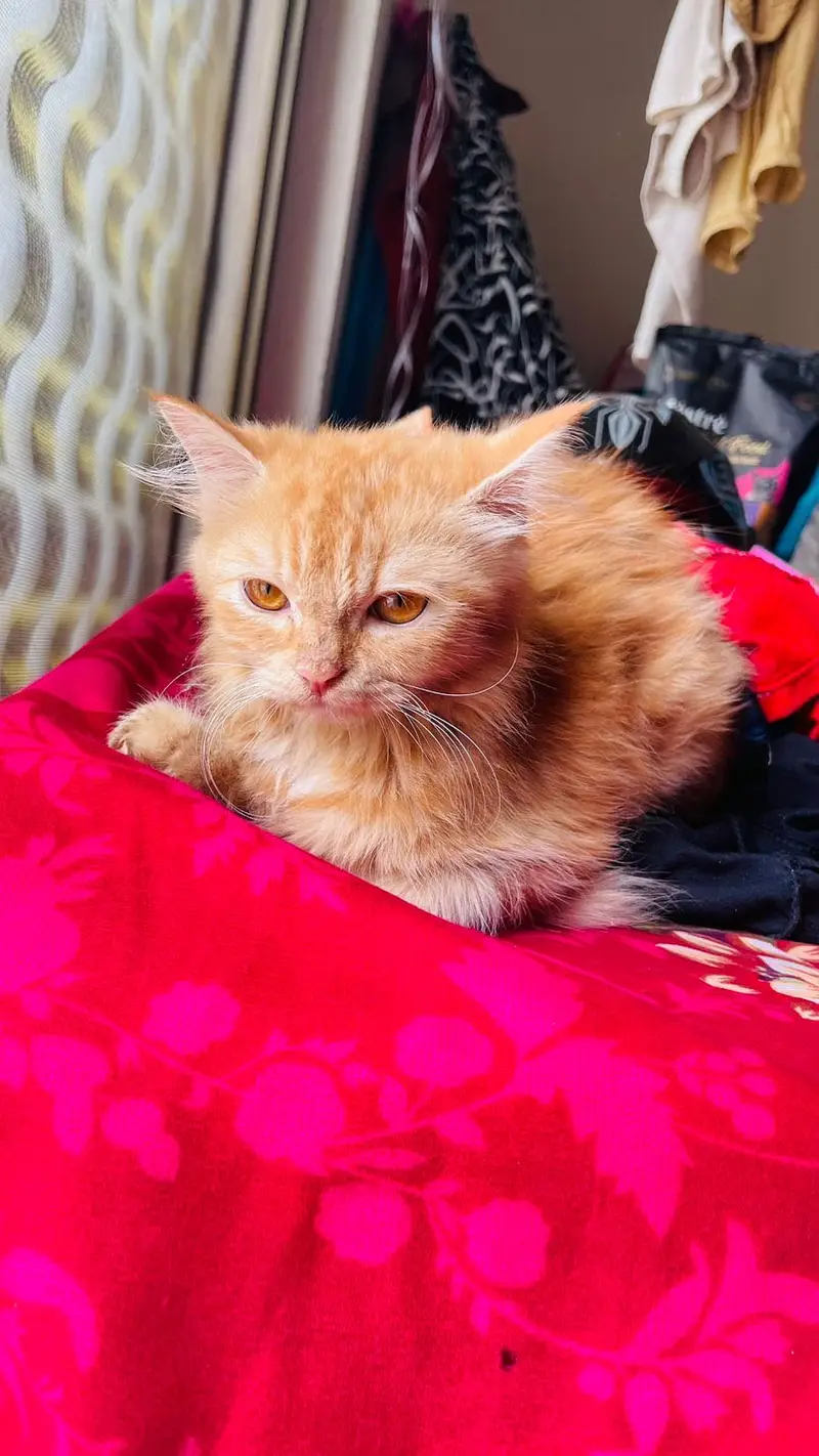 Persian cat long coat — photo 9
