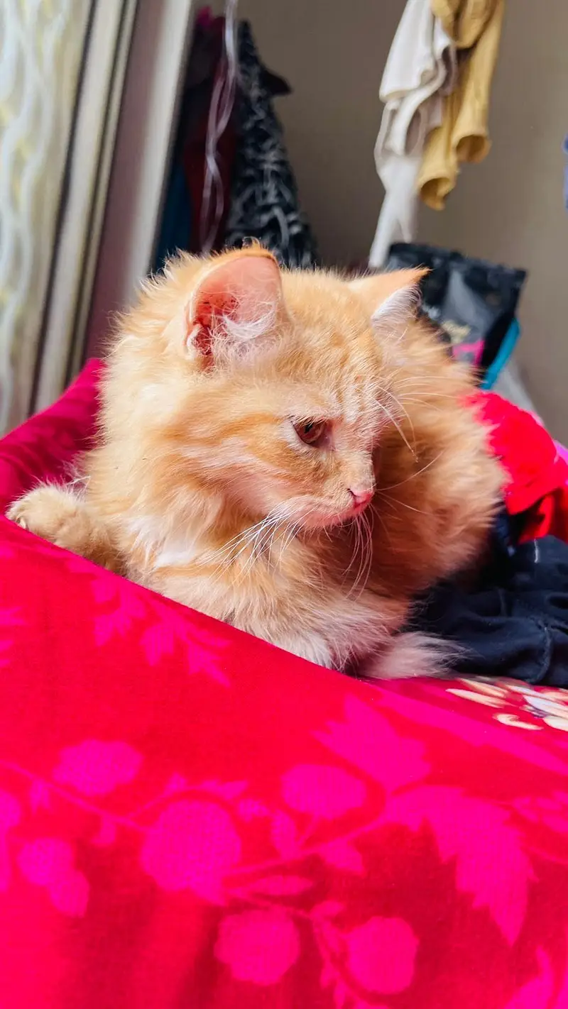 Persian cat long coat — photo 10