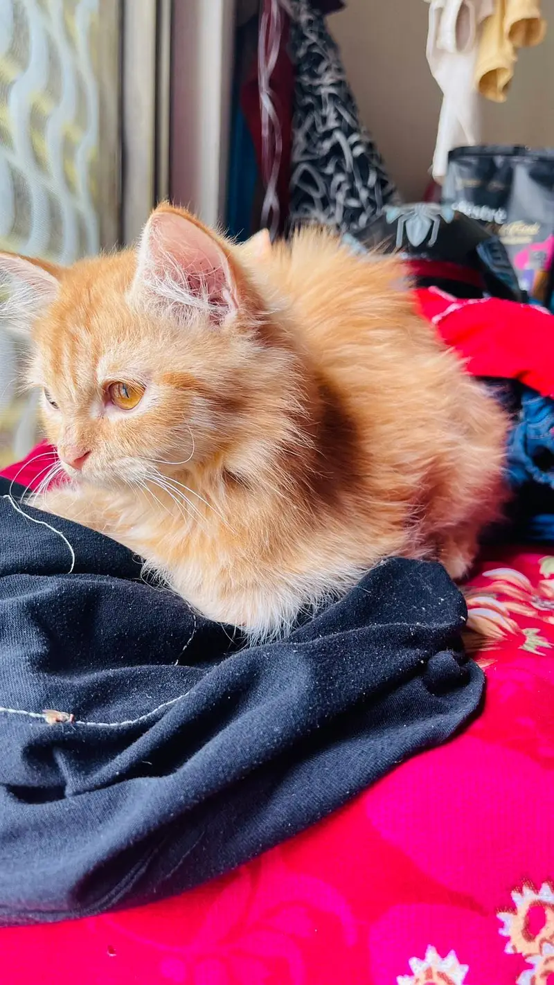 Persian cat long coat — photo 11