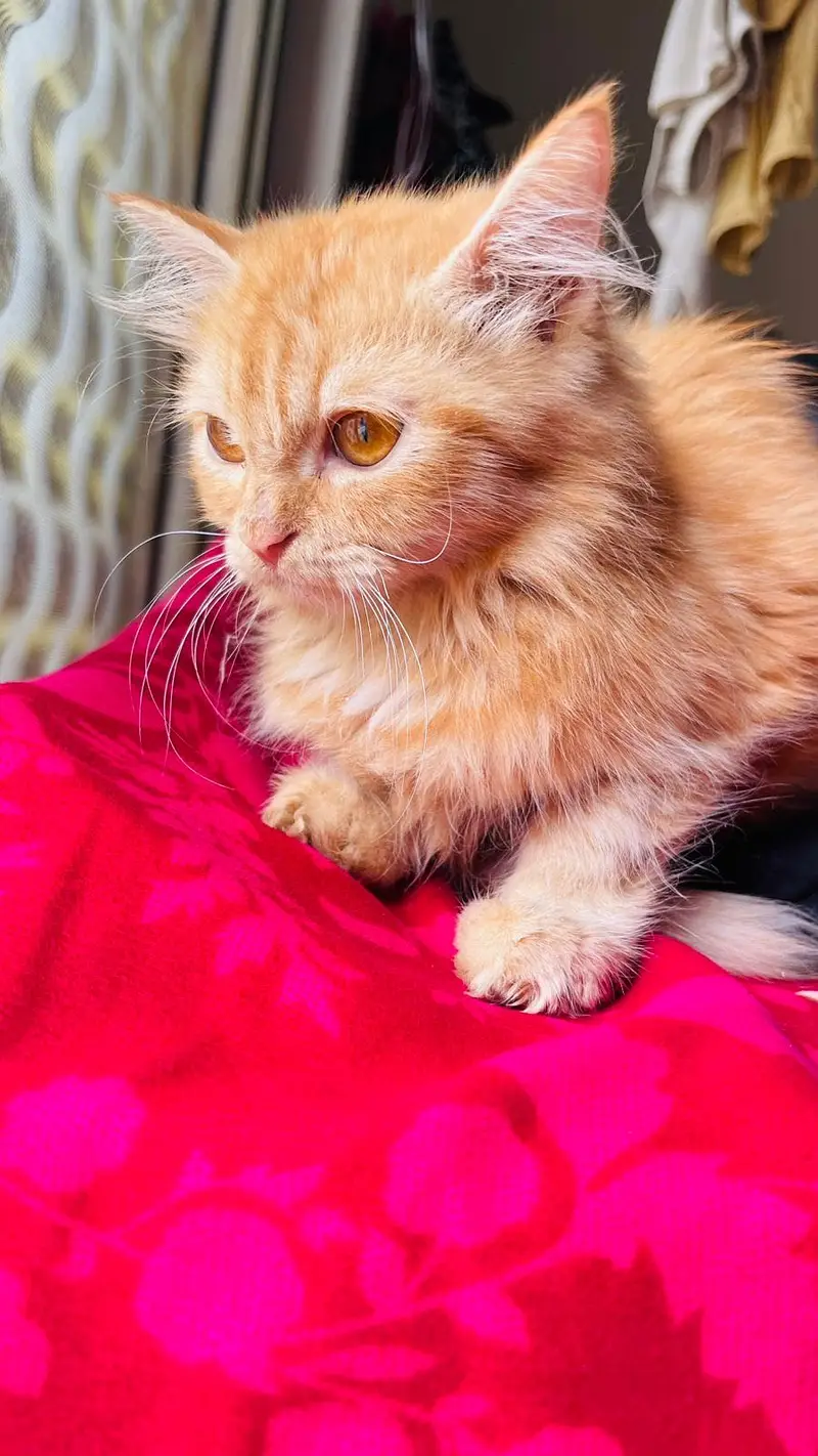 Persian cat long coat — photo 12