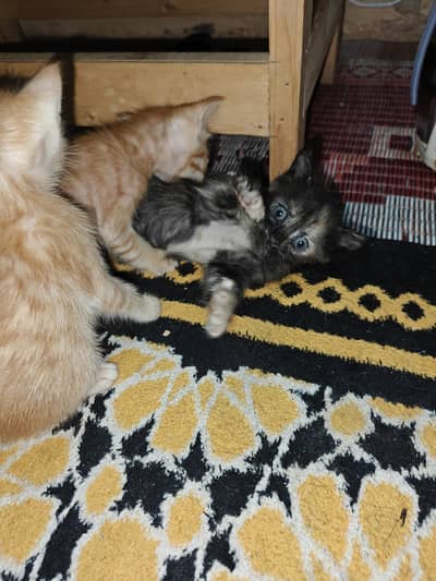 Cat and kittens for adoption
