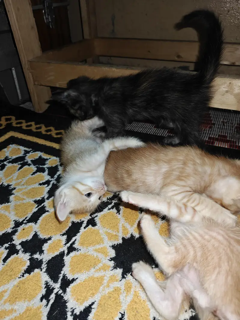 Cat and kittens for adoption — photo 2