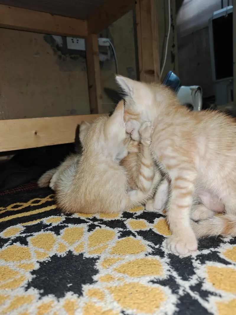 Cat and kittens for adoption — photo 3