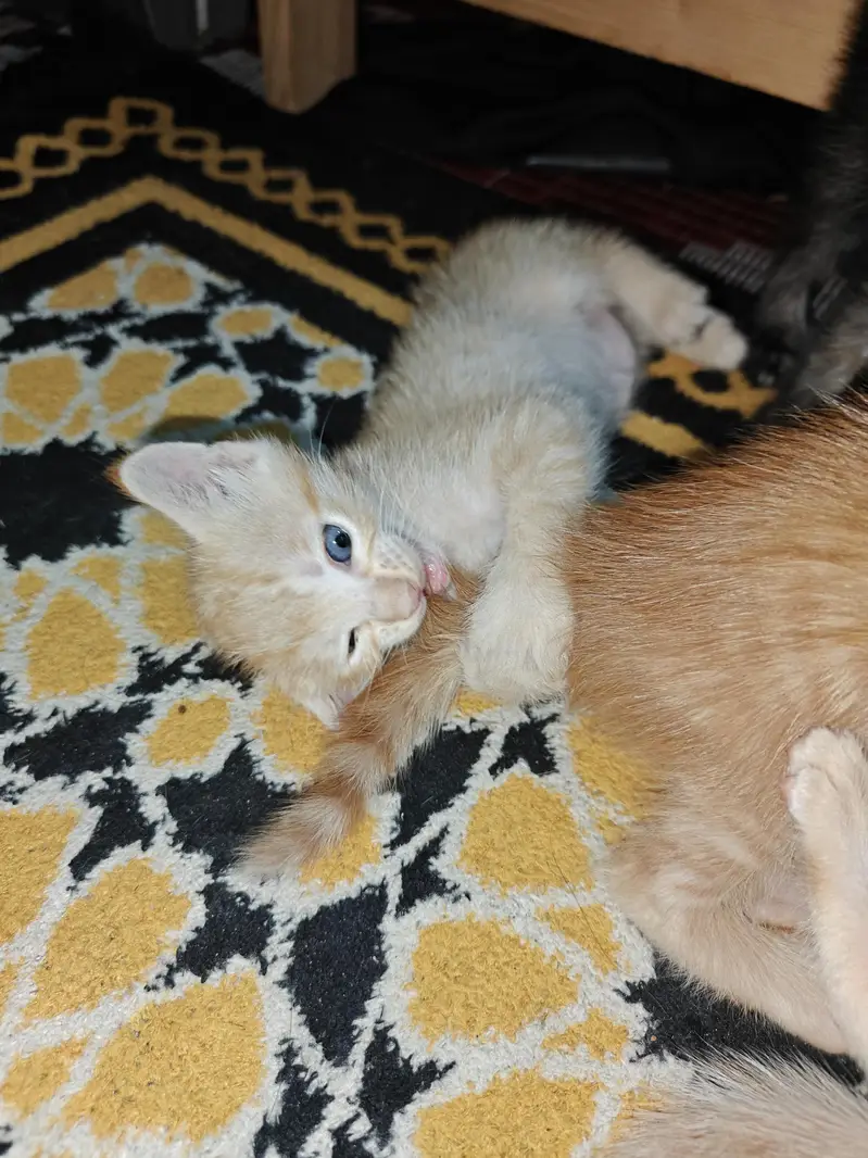Cat and kittens for adoption — photo 4