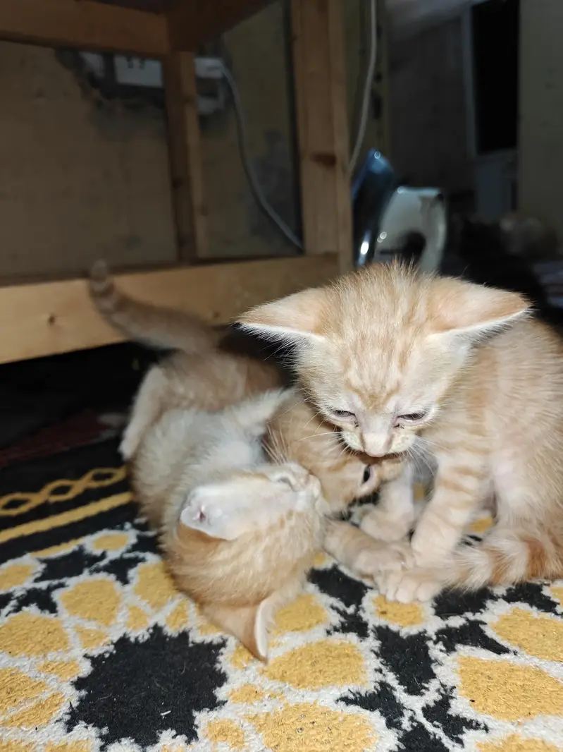 Cat and kittens for adoption — photo 5