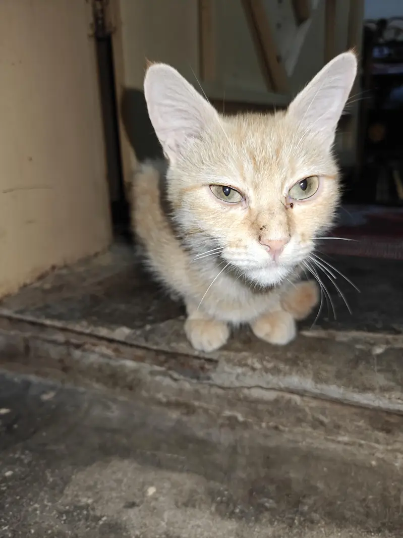 Cat and kittens for adoption — photo 6