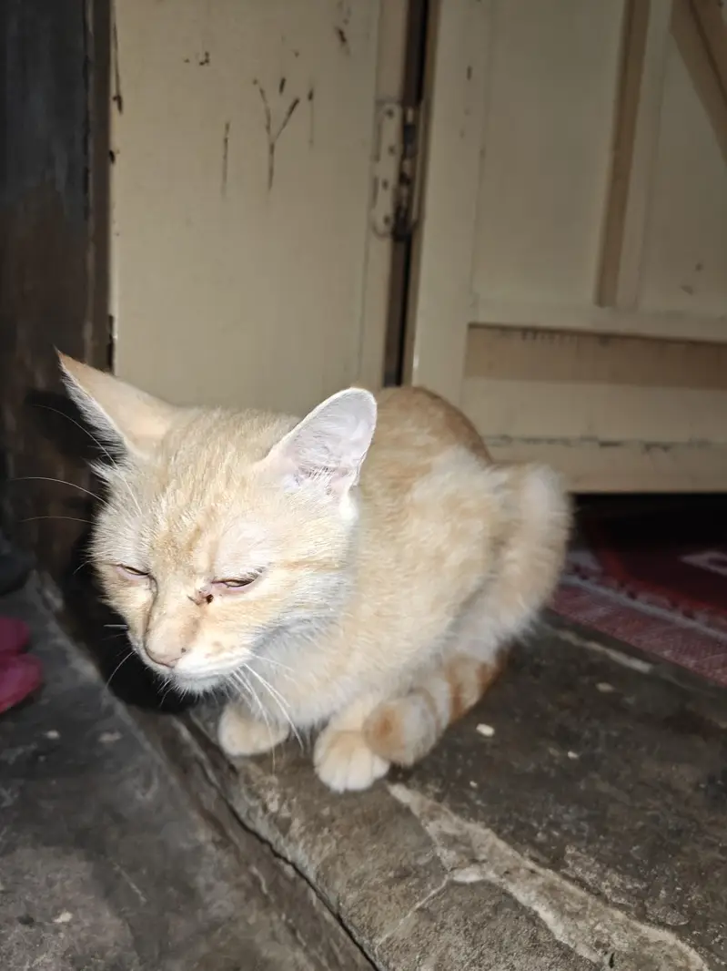 Cat and kittens for adoption — photo 7