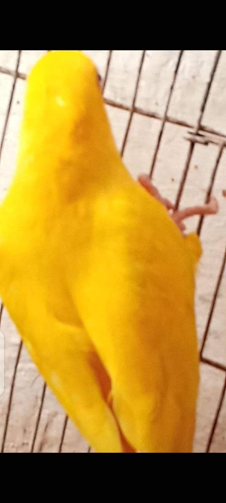 parrot 0