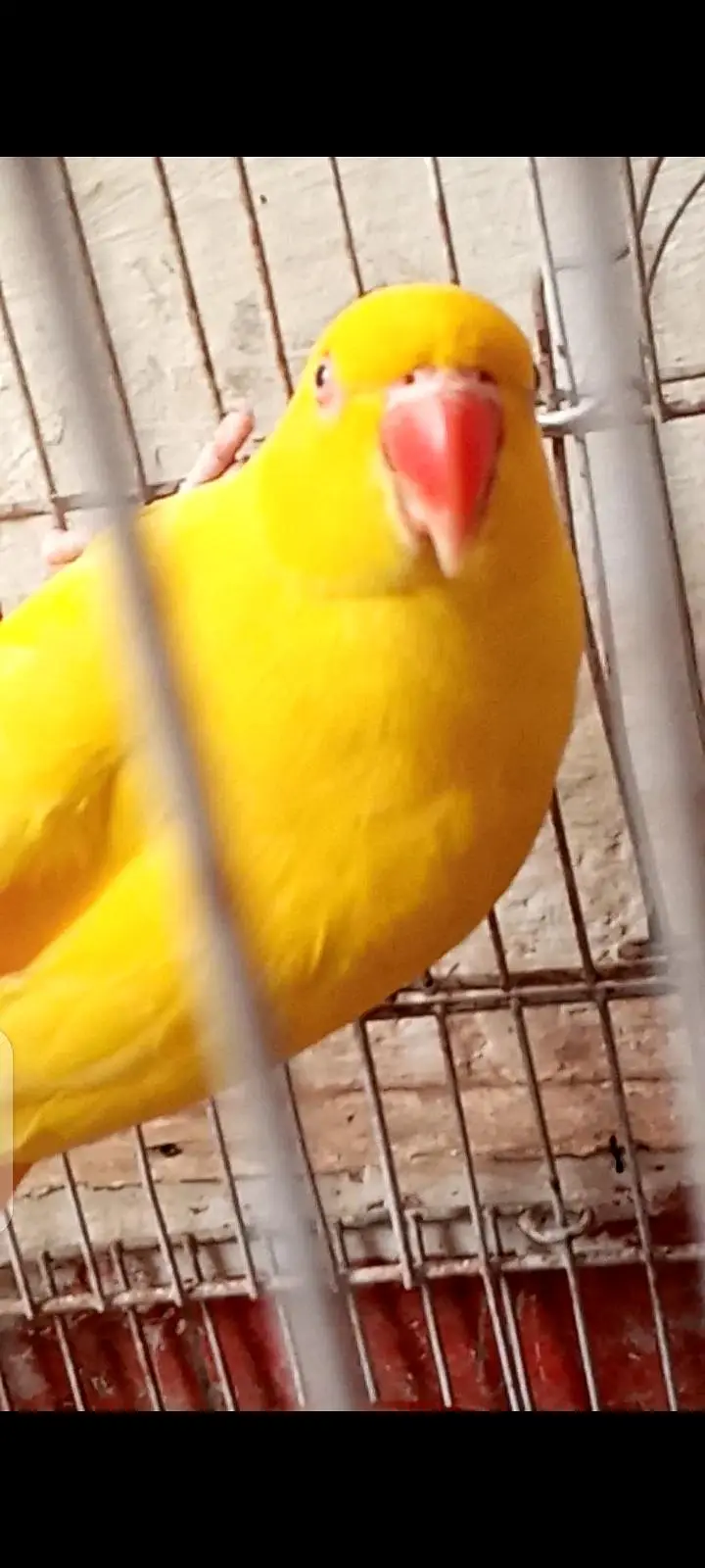 parrot — photo 2