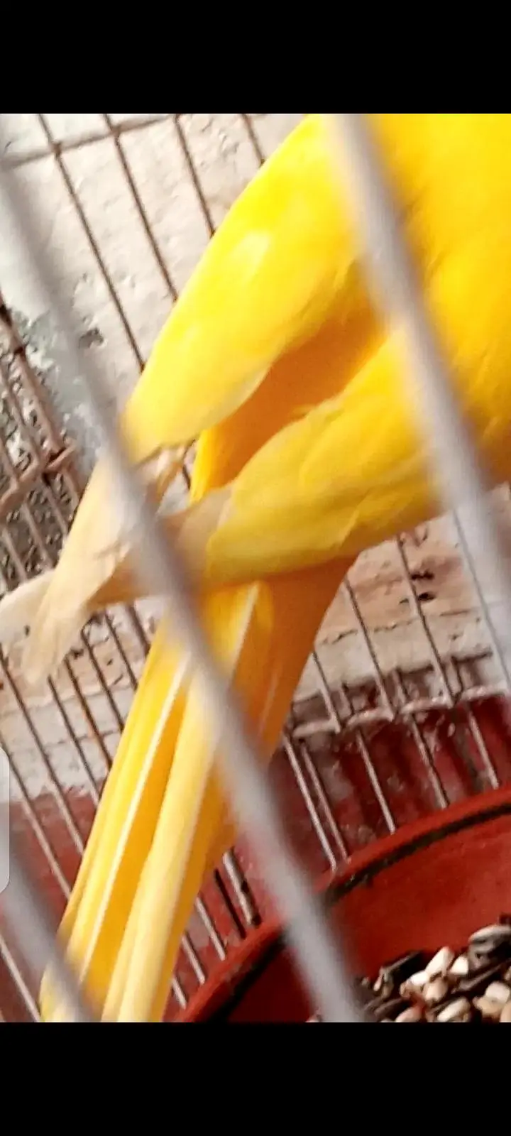 parrot — photo 3