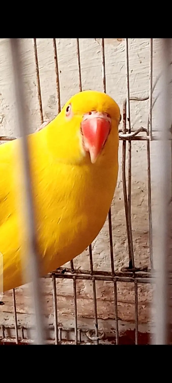 parrot — photo 4