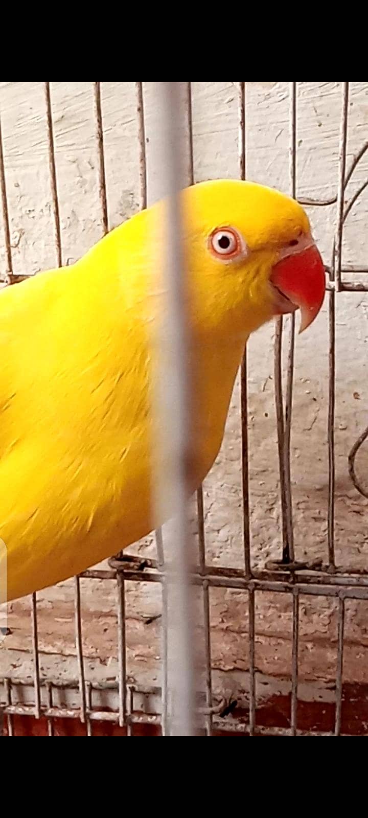 parrot 4