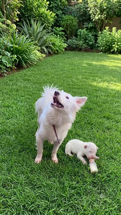 German Spitz Dog