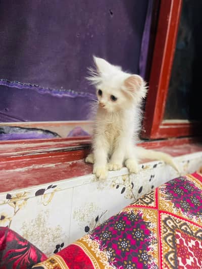 Persian kittens all vaccinated good condition home breed