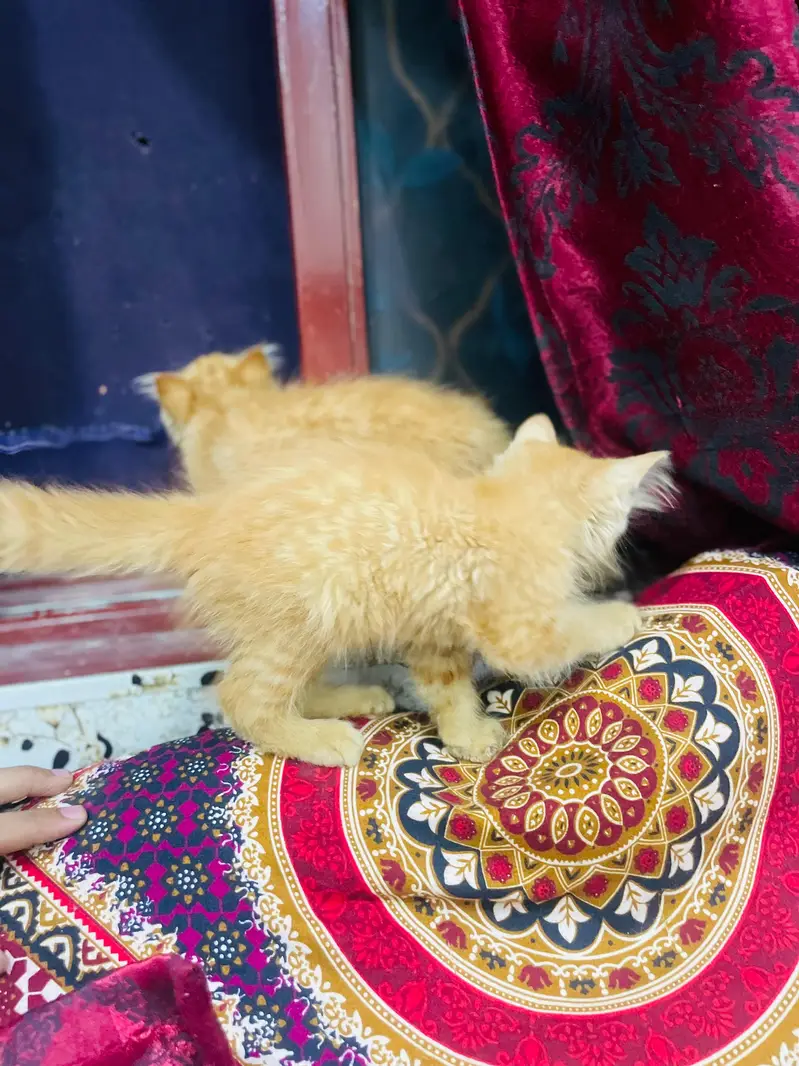 Persian kittens all vaccinated good condition home breed — photo 2