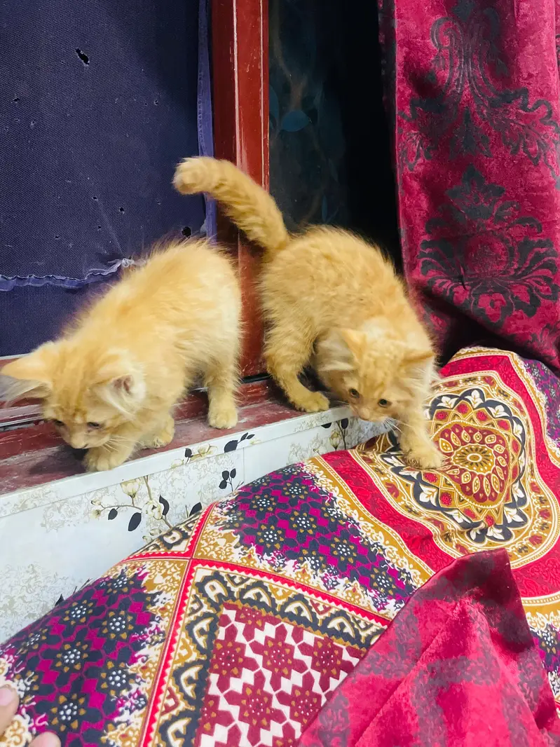 Persian kittens all vaccinated good condition home breed — photo 3
