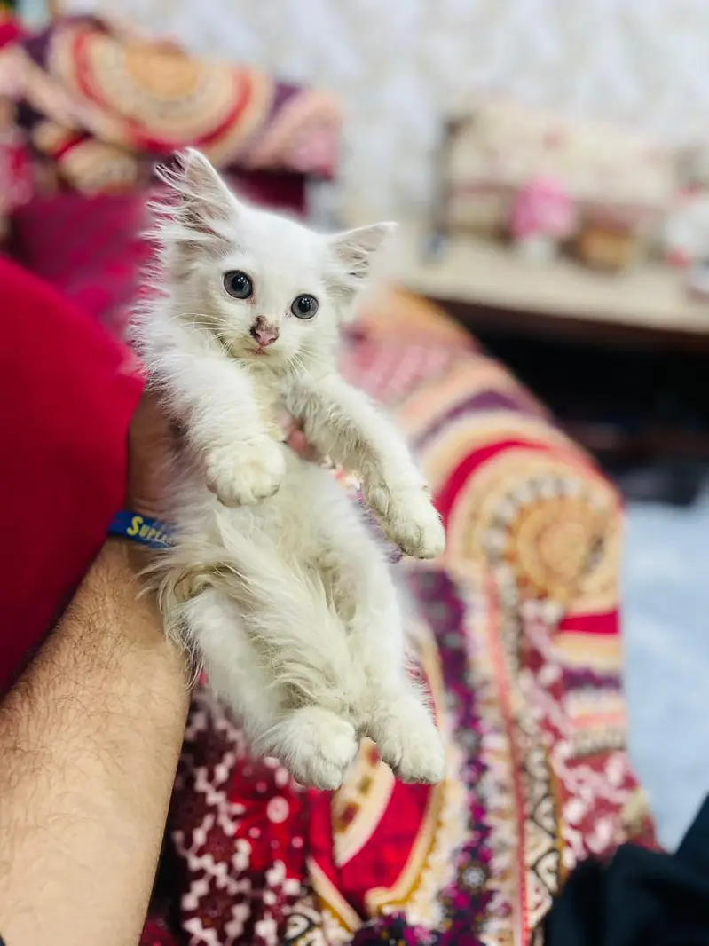 Persian kittens all vaccinated good condition home breed — photo 4