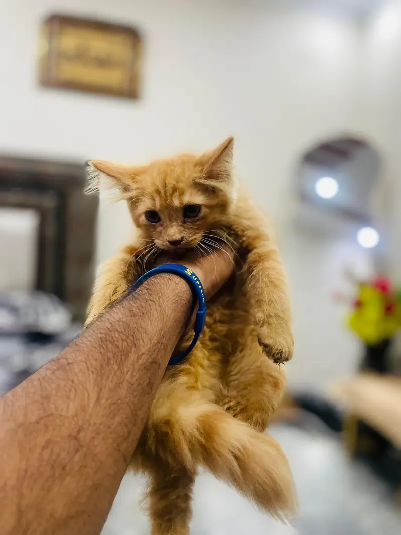 Persian kittens all vaccinated good condition home breed — photo 8