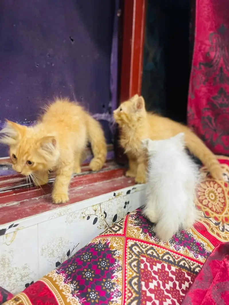 Persian kittens all vaccinated good condition home breed — photo 11