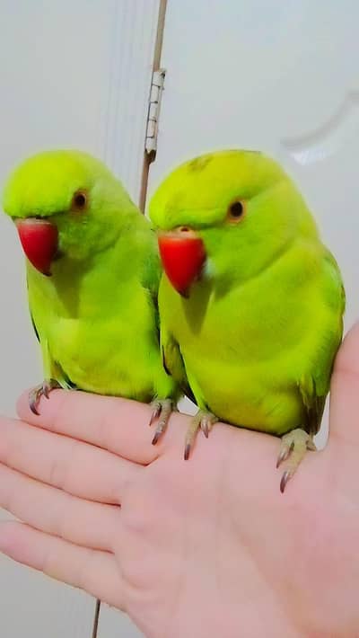 03369510495 Green ringneck parrots handtame pair