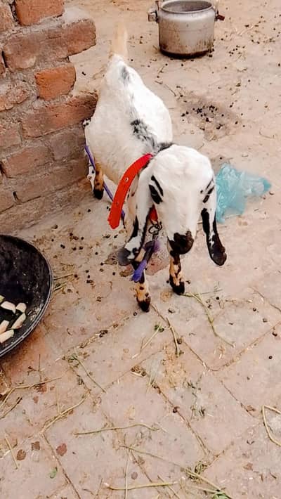 Sale Out Goat