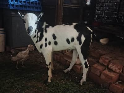 Barbari teeda breeder | beautiful Ablak print | Goat for sale