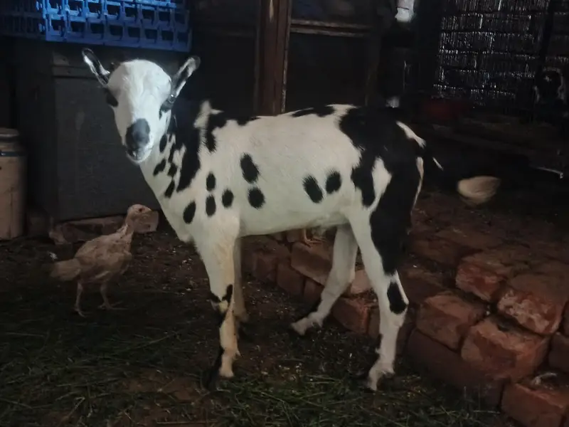 Barbari teeda breeder | beautiful Ablak print | Goat for sale — photo 2