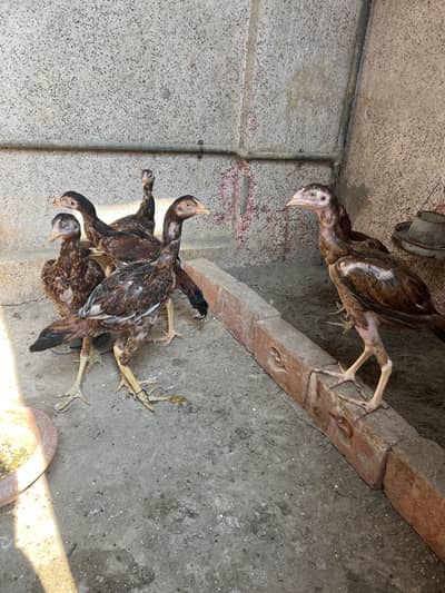 Aseel Patha pathia  Uni Gold Golden misri Available