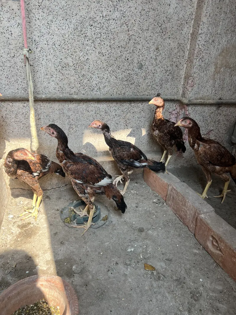 Aseel Patha pathia  Uni Gold Golden misri Available — photo 5
