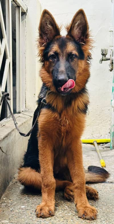 GERMAN SHEPHERD FEMALE FULLY VACCINATED CARD AVAILABLE