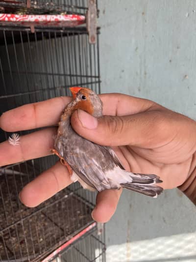 Zebra finch mutation pair