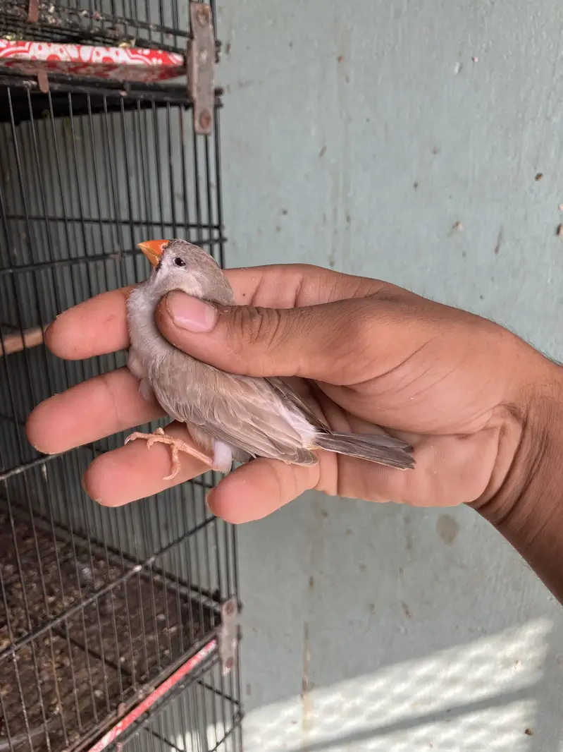 Zebra finch mutation pair — photo 2