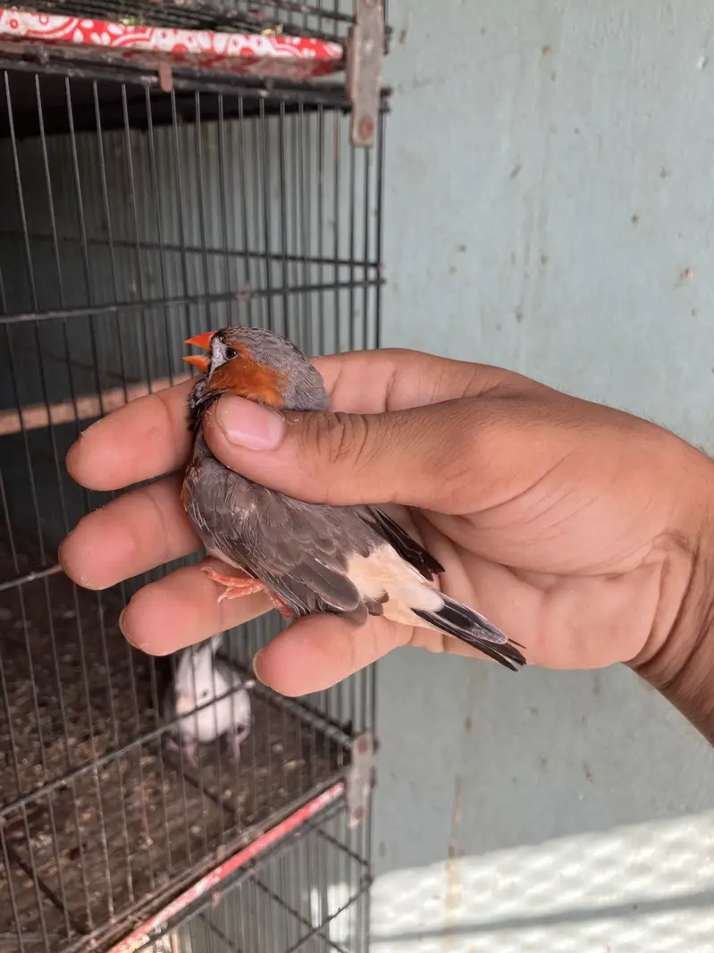 Zebra finch mutation pair — photo 3