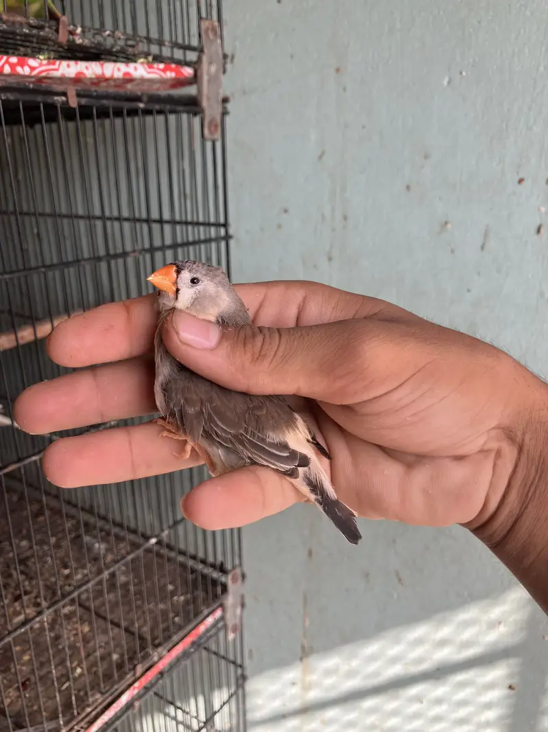 Zebra finch mutation pair — photo 4