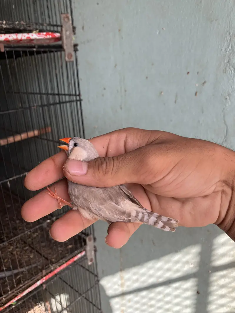 Zebra finch mutation pair — photo 5