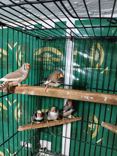 zebra finch
