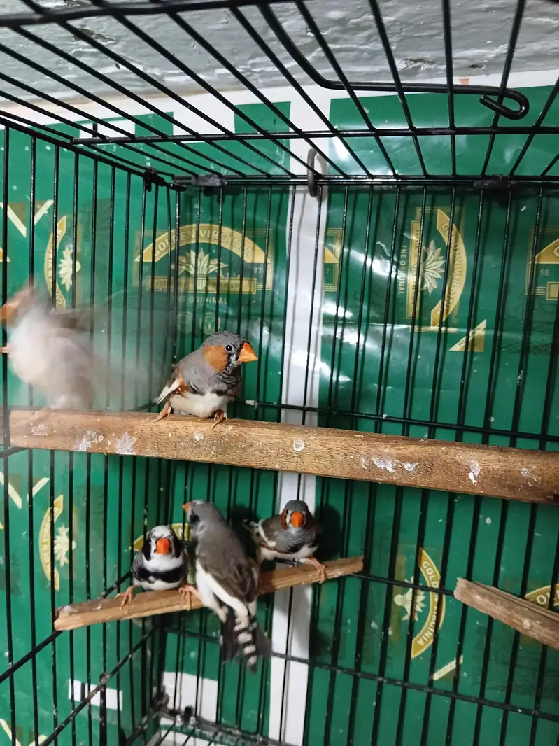 zebra finch — photo 2