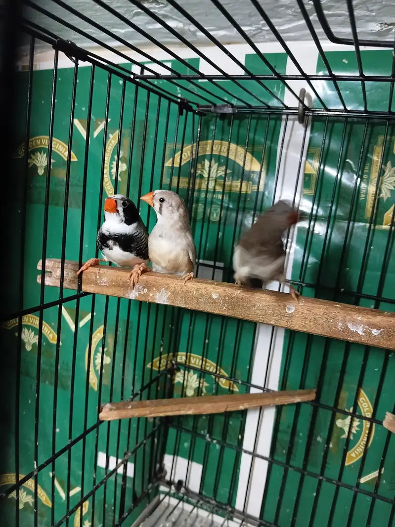 zebra finch — photo 3