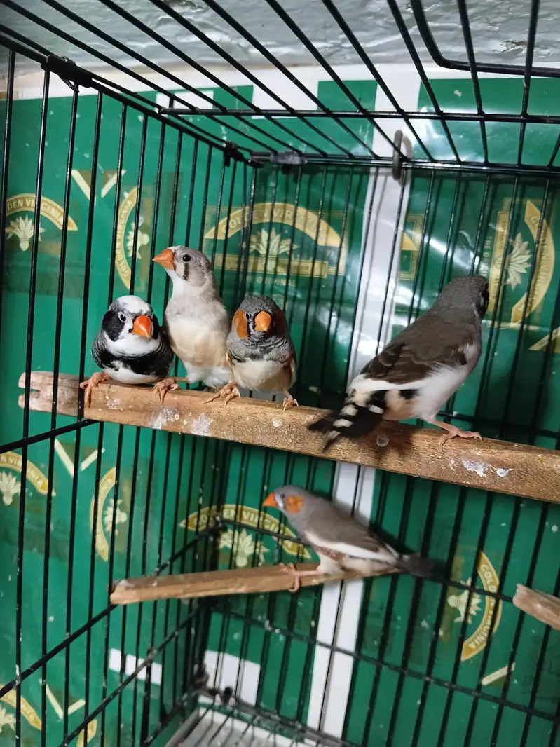 zebra finch — photo 5