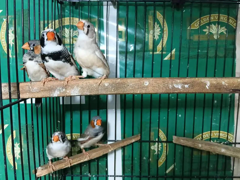 zebra finch — photo 6