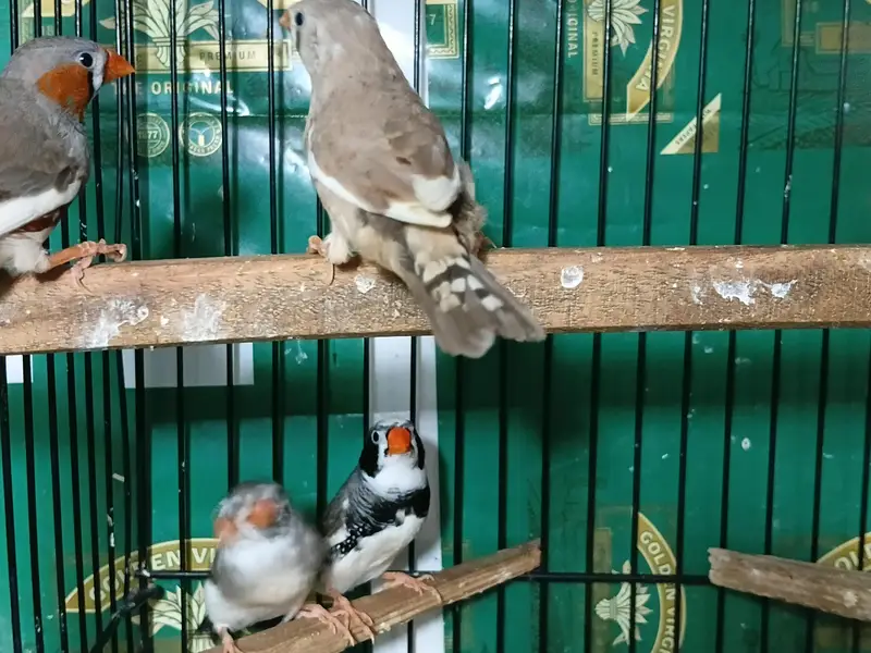zebra finch — photo 7