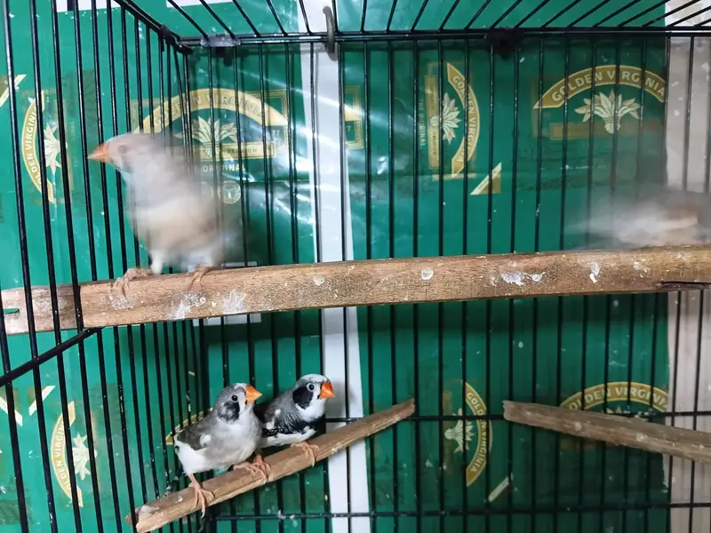 zebra finch — photo 8
