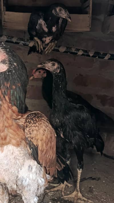 Aseel Hen with 3 Chicks – 2 Female, 1 Male