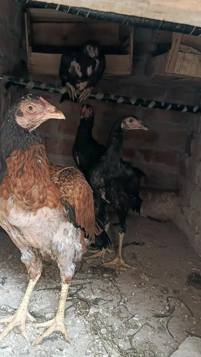 Aseel Hen with 3 Chicks – 2 Female, 1 Male — photo 2
